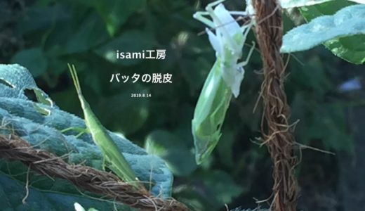 バッタの脱皮の動画 Isami工房の真夏の朝